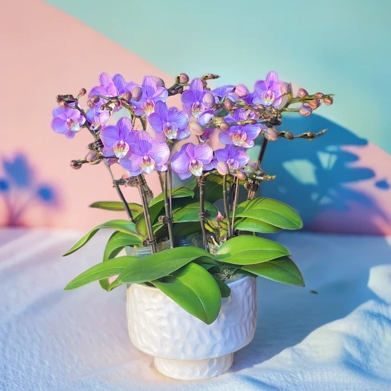 情素  精品蝴蝶兰 紫色花型 室内精品观赏花卉组盆 真花