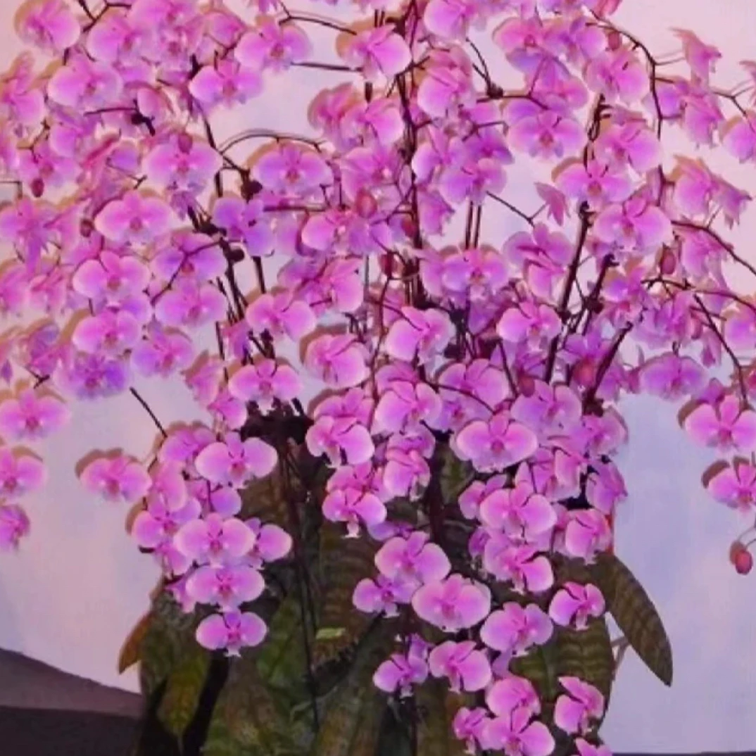 西蕾莉樱花皇后西雷丽1.7寸杯爆花机器