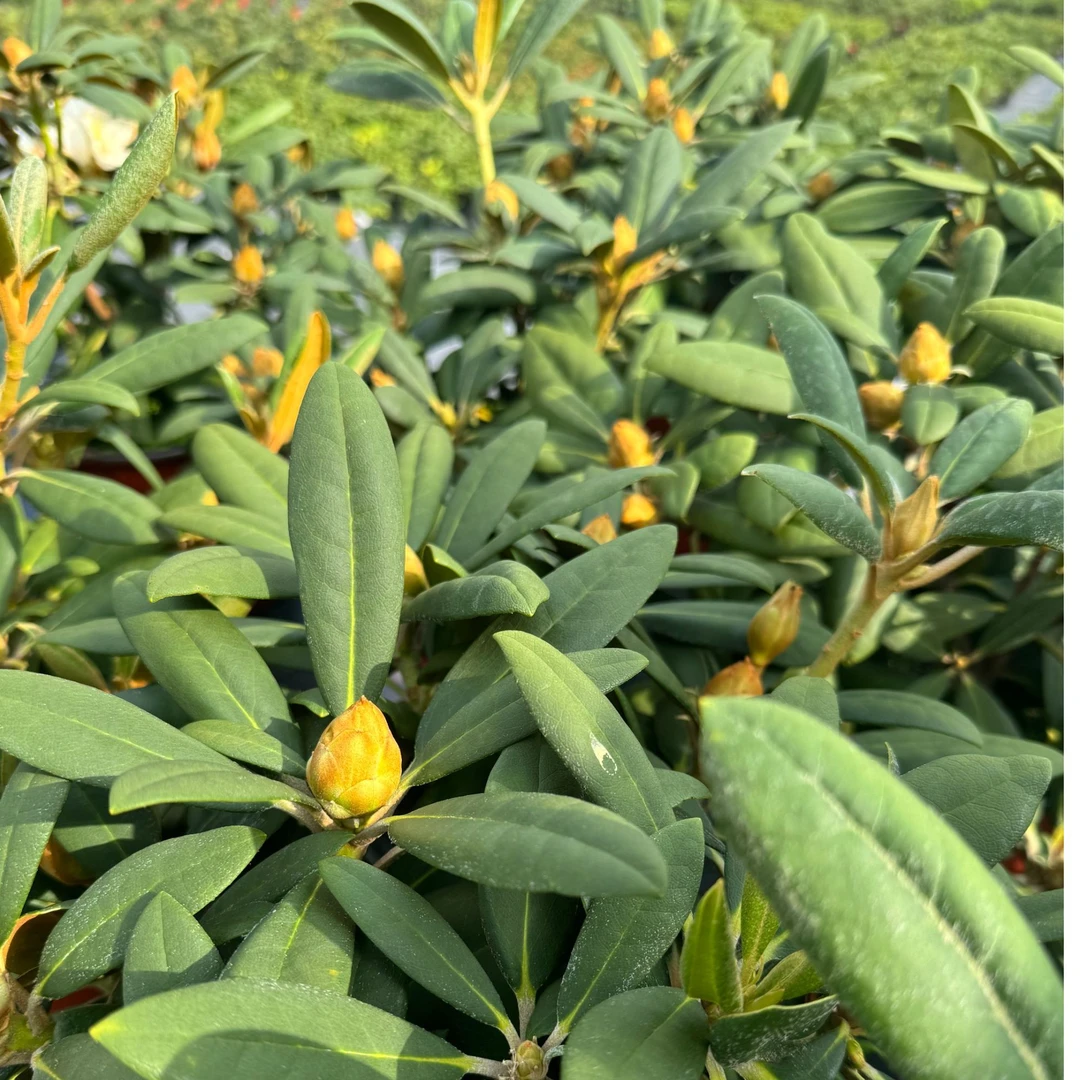 C5-精品高山杜鹃花盆栽花苗室内阳台庭院多年生观花植物花卉好养