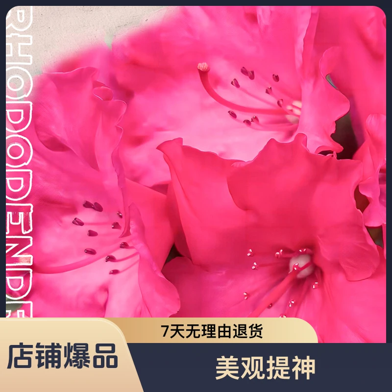 腮 红（高山杜鹃无花苞）夏季红色养护种植下单发货大小