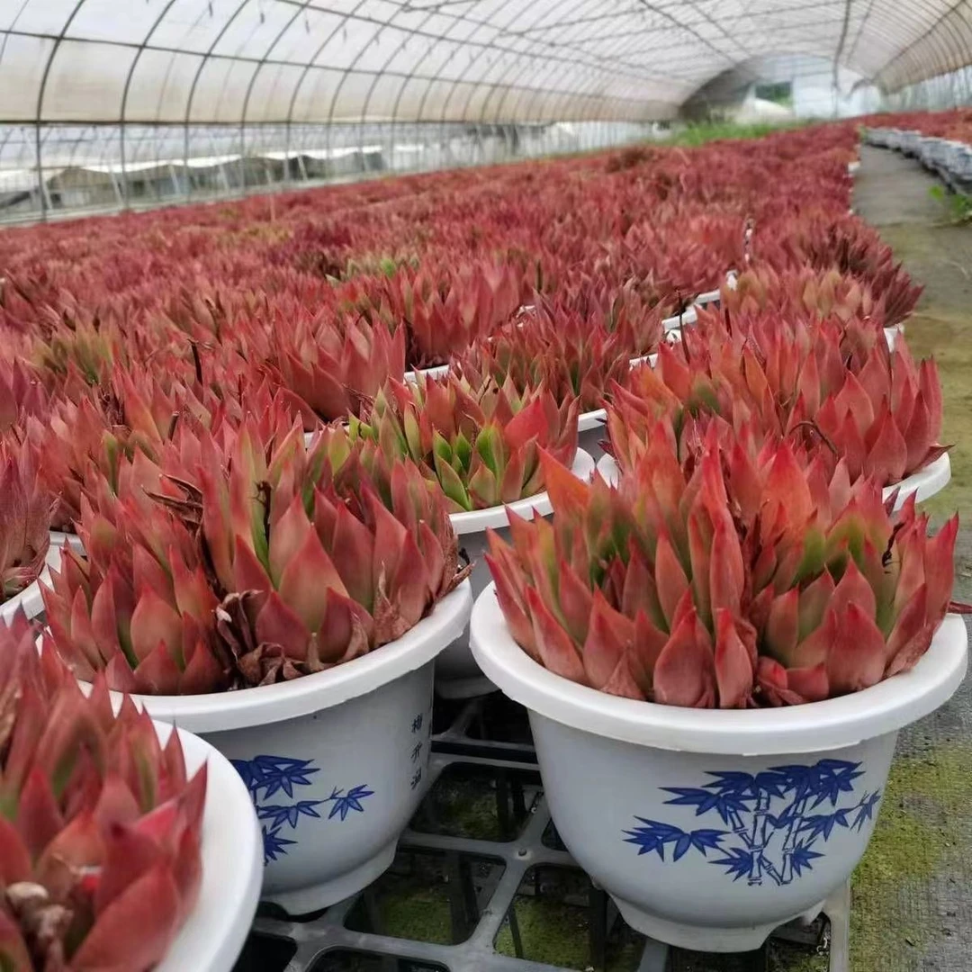 (满9.9包邮)风云野马群生多头超大盆整装皮实好养托土发货