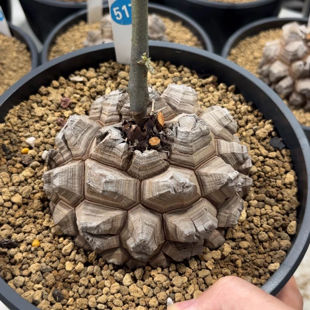 ✎****?517龟甲龙带盆带土发货