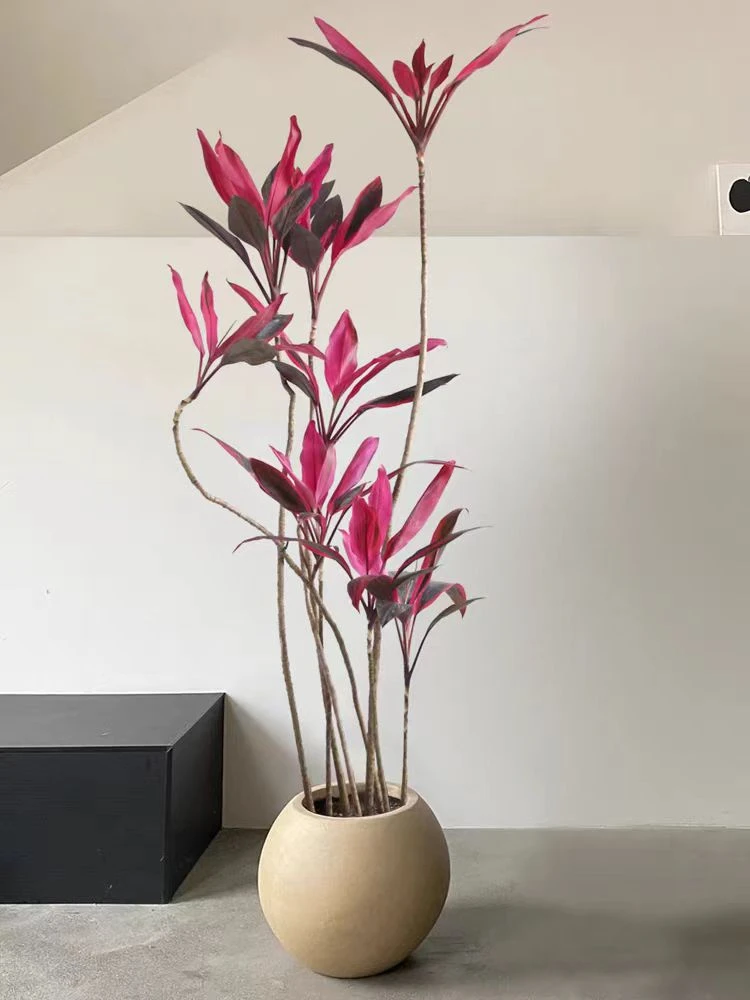 老桩造型结果朱蕉红色叶竹红铁为龙舌兰科自然办公室庭院制作发货