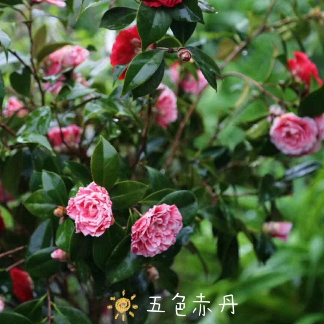 带花苞五色赤丹山茶花树苗盆栽室外庭院内耐寒好养浓香型四季常青