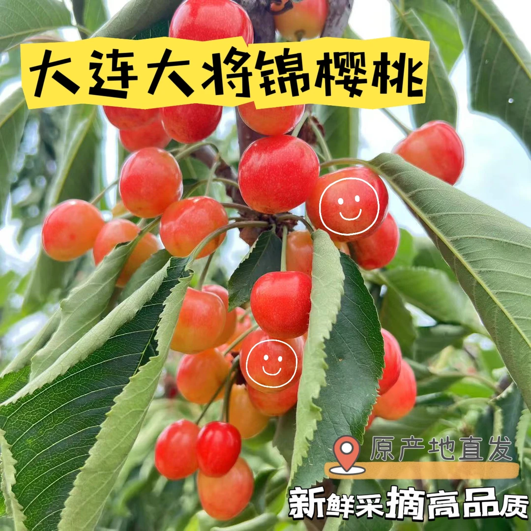 黄果天花板【大连陆地大将锦黄樱桃】纯甜无酸 新鲜采摘 高品质空运