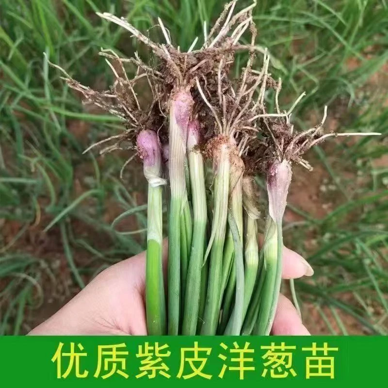 【便宜好货】紫红皮洋葱苗水果型洋葱苗秧苗紫皮圆葱栽子新鲜葱苗
