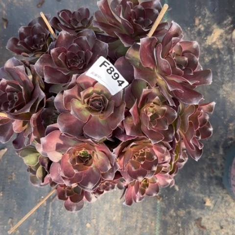 魅金玫瑰朵朵多肉23厘米894