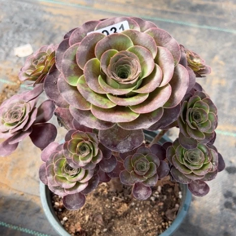 931魅金冠幅20厘米