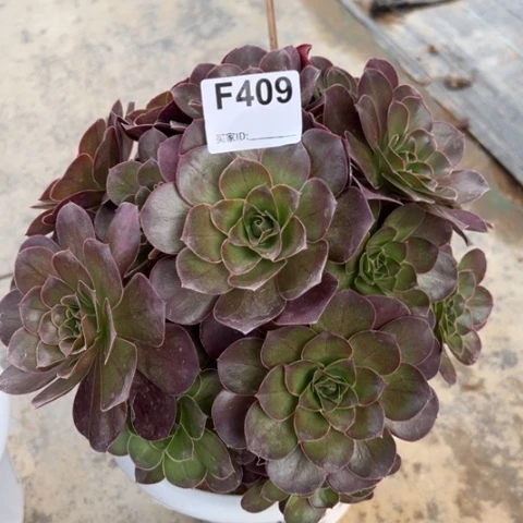 霞409魅金玫瑰朵朵22厘米左右