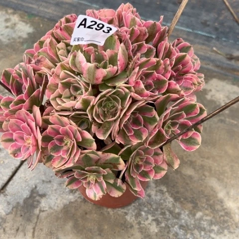 293女巫20厘米左右