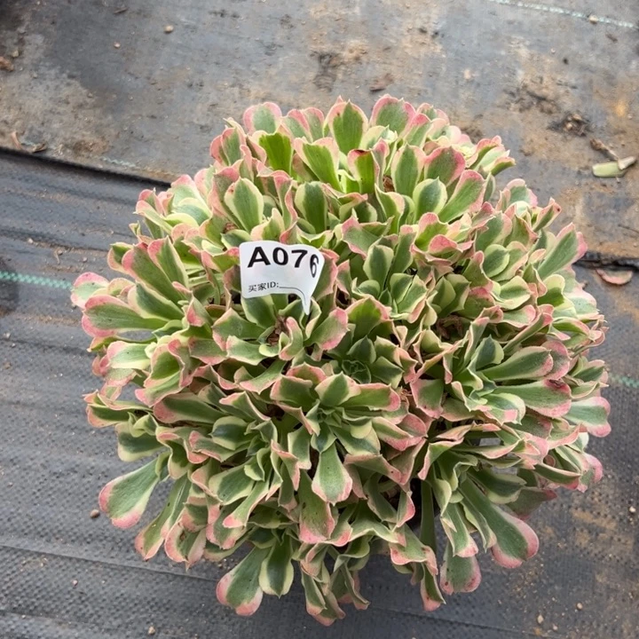 白凤朵朵多肉25厘米076