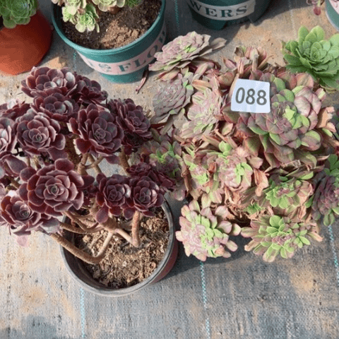 088分黛欧家丽多肉