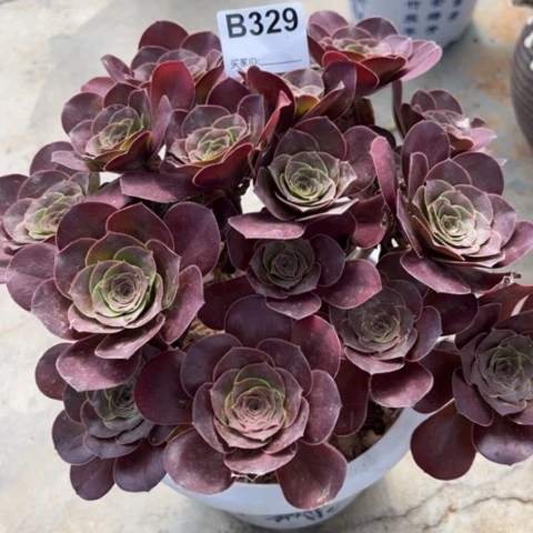 329魅金玫瑰朵朵22厘米