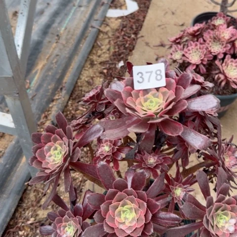蒙娜丽莎朵朵多肉30厘米378