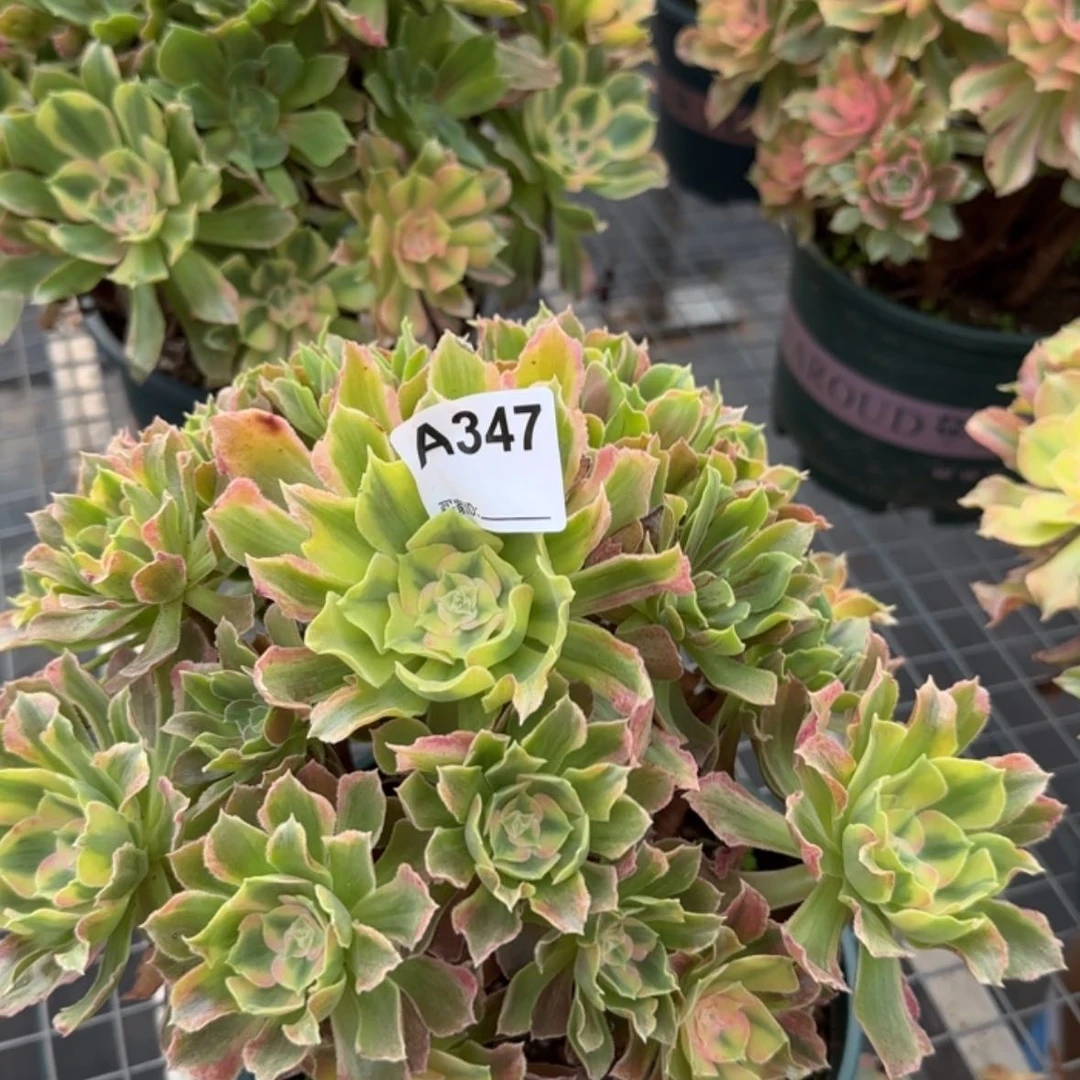 【闪购商品】347光辉多肉