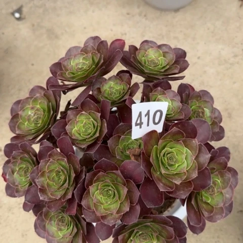 魅金玫瑰朵朵多肉25厘米410