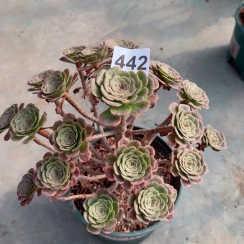 黑金刚多肉植物442
