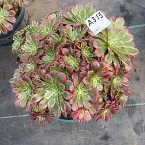 315天合朵朵25厘米左右