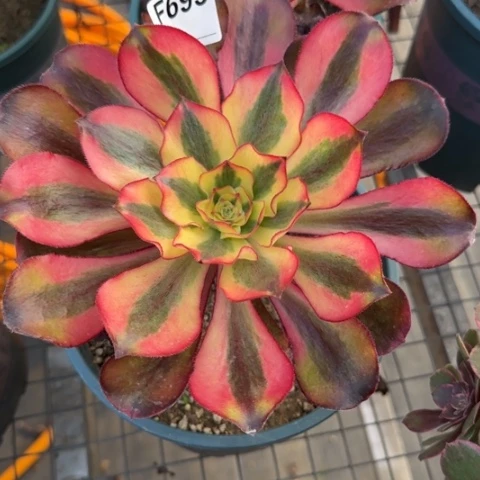 魅影多肉植物693