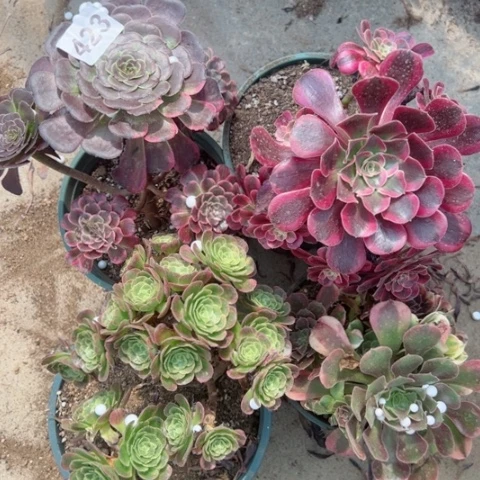 423号4棵多肉植物