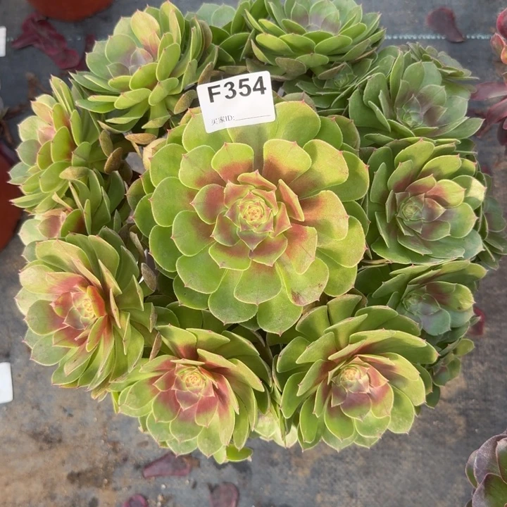 354万圣节35厘米左右有断枝