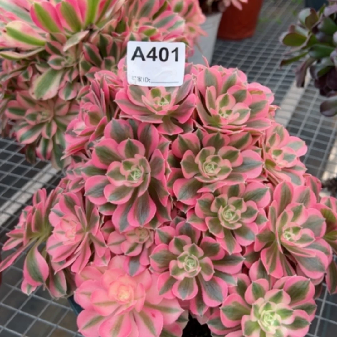 【闪购商品】401女巫多肉