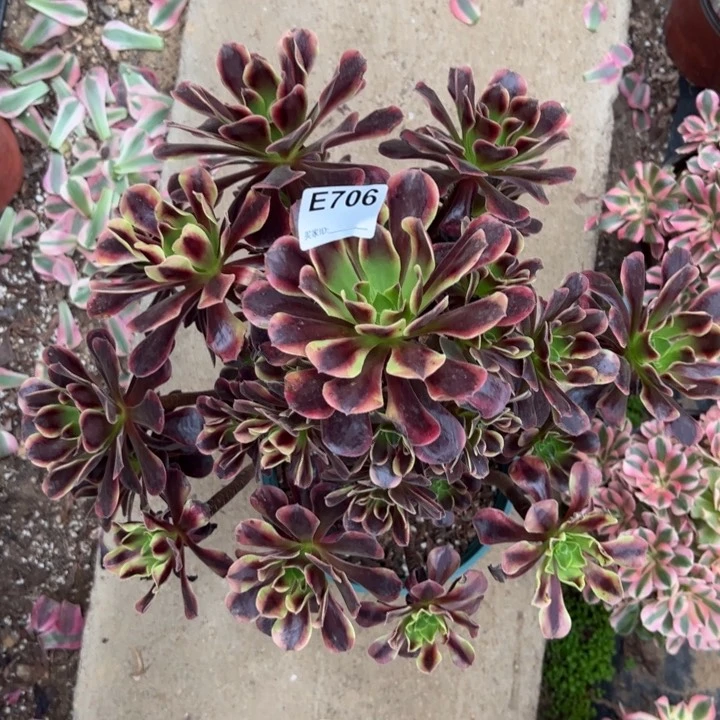 欧家丽多肉38厘米706