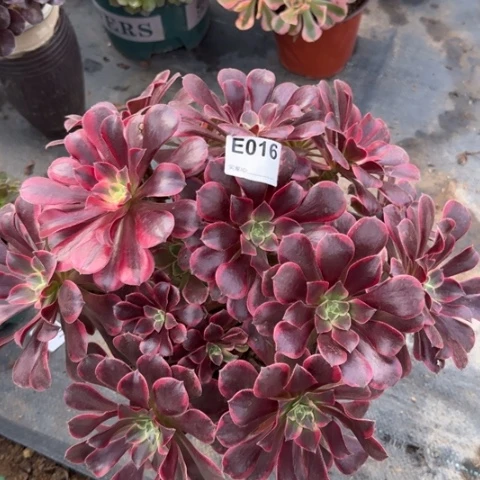 金丝雀朵朵多肉35厘米016