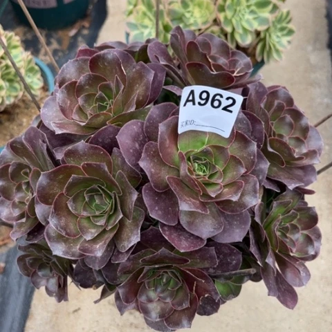 962魅金玫瑰朵朵22厘米左右