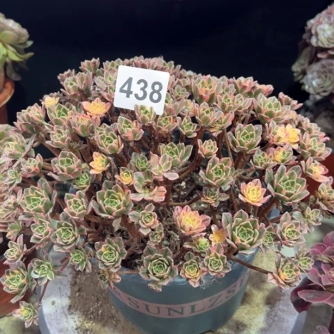 438甜茶冠幅25厘米
