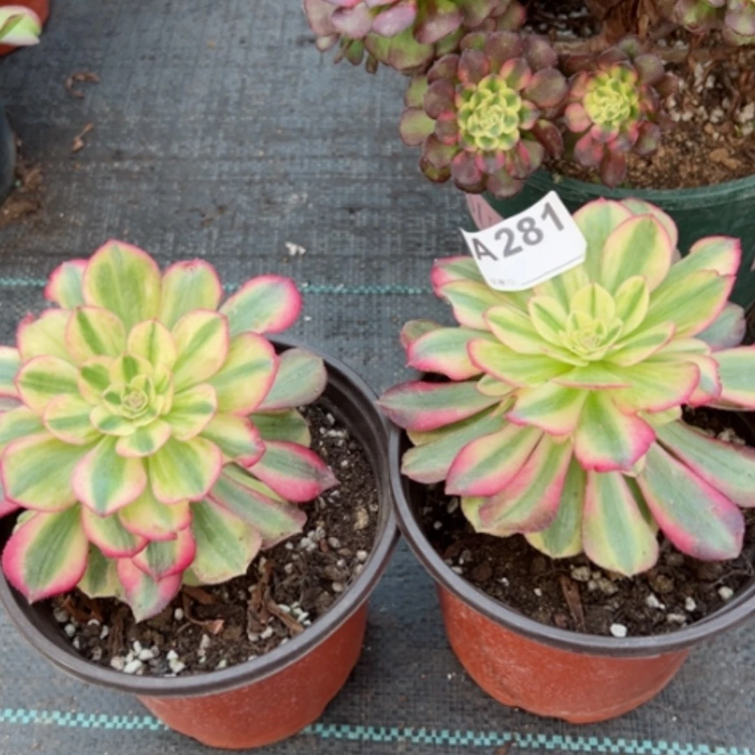 【闪购商品】281多肉荔枝2棵