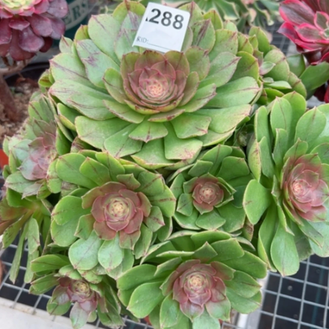 【闪购商品】288万拉丝多肉