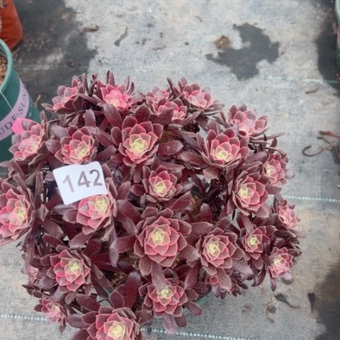 蒙娜丽莎有断枝多肉142