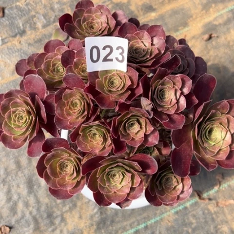 023魅金玫瑰朵朵22厘米