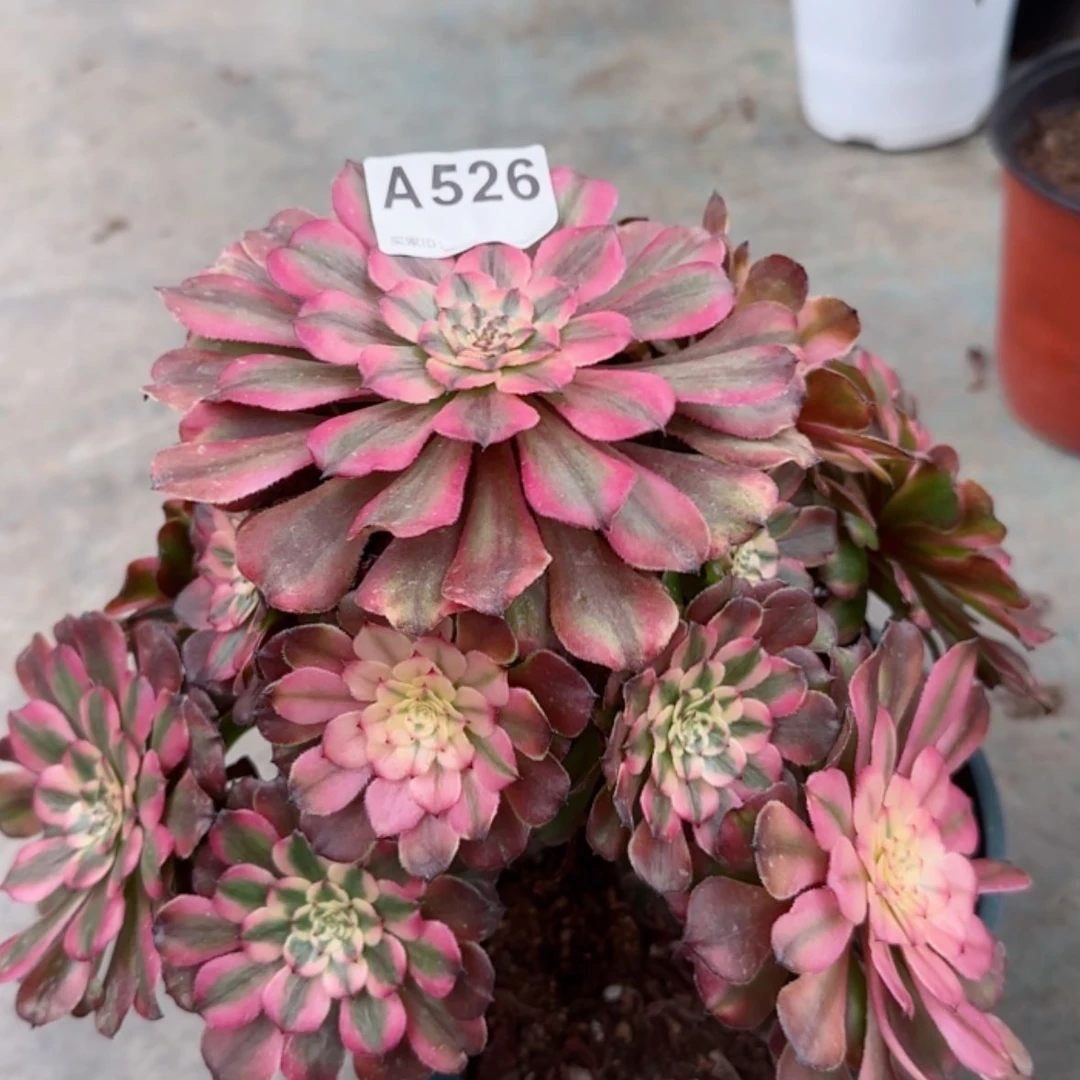 【闪购商品】526粉霞多肉