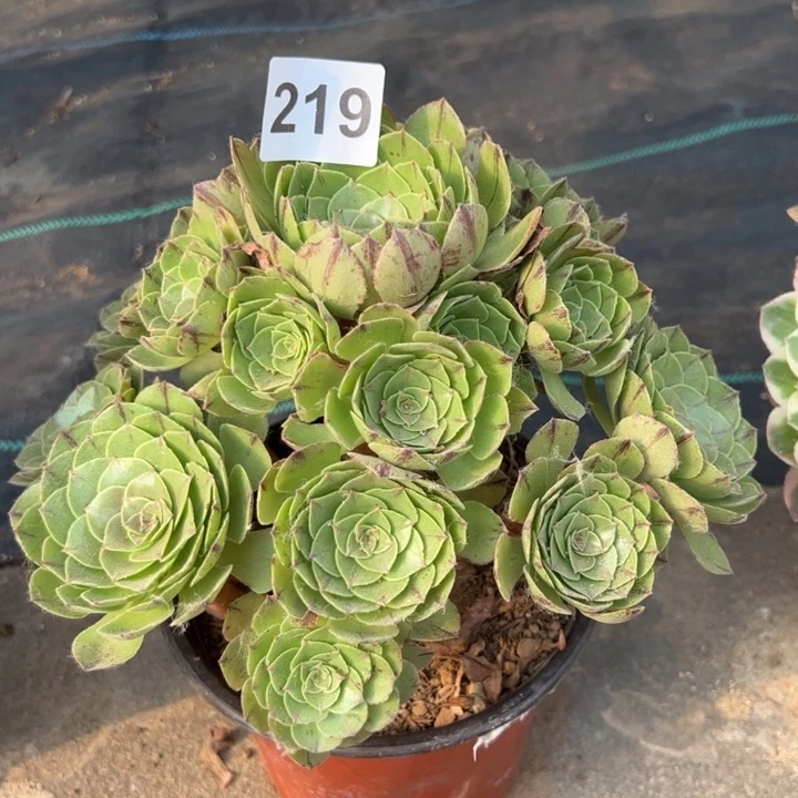 拉丝万圣节多肉植物219
