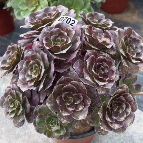 702魅金玫瑰朵朵25厘米左右