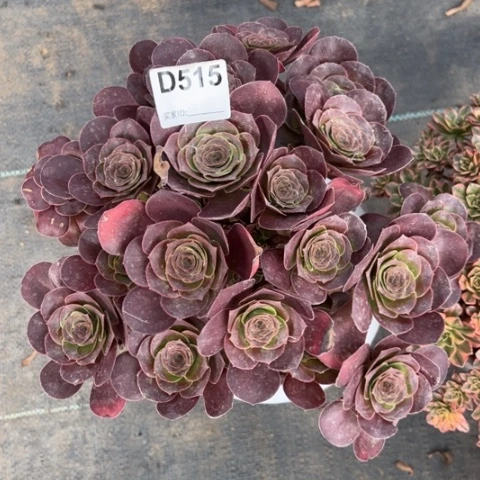 515魅金玫瑰朵朵25厘米左右