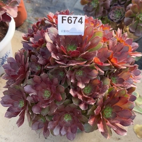 674红魔多肉23厘米左右