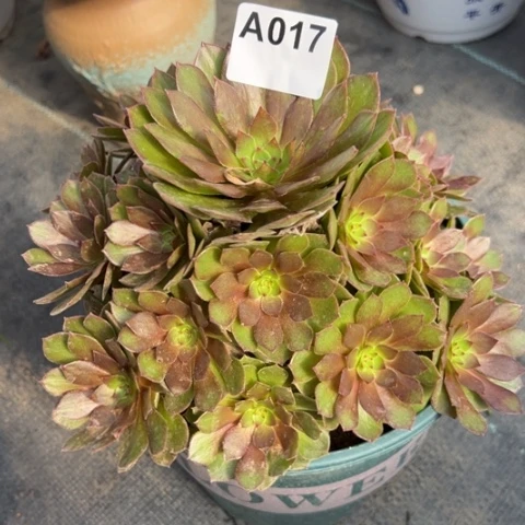 017红魔20厘米左右多肉