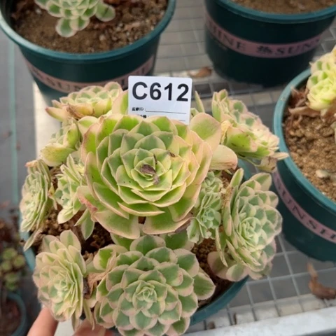 玉姿多肉植物612