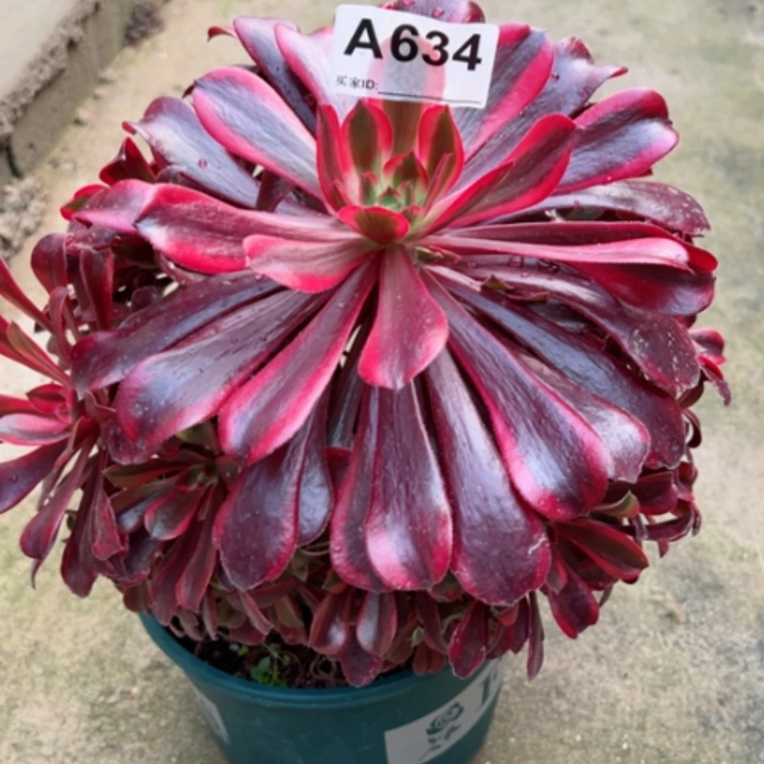 【闪购商品】上**水634蒙娜丽莎多肉