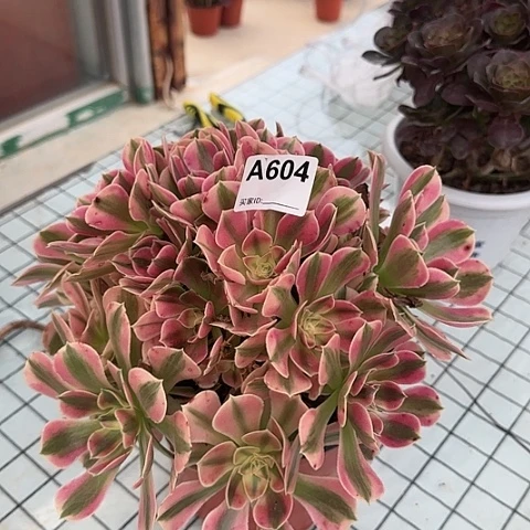 粉女巫朵朵多肉25厘米604