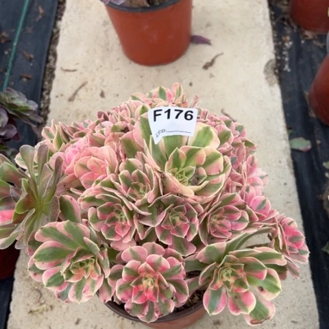 粉女巫多肉22厘米176