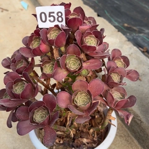 058魅金玫瑰朵朵冠幅25厘米