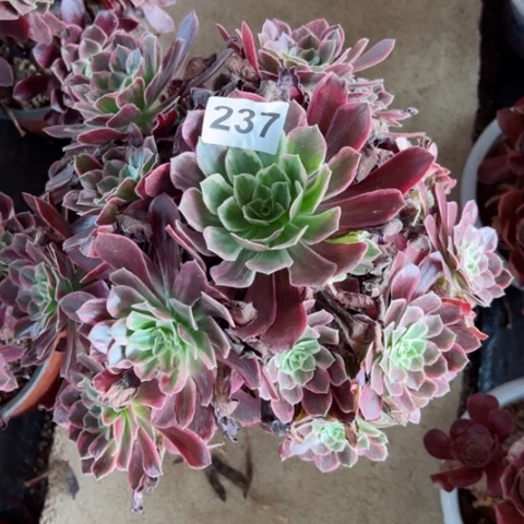 237白婚纱多肉植物冠幅25厘米