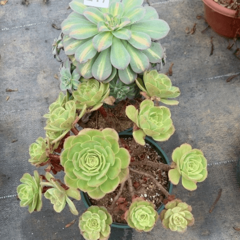 217号2棵多肉植物