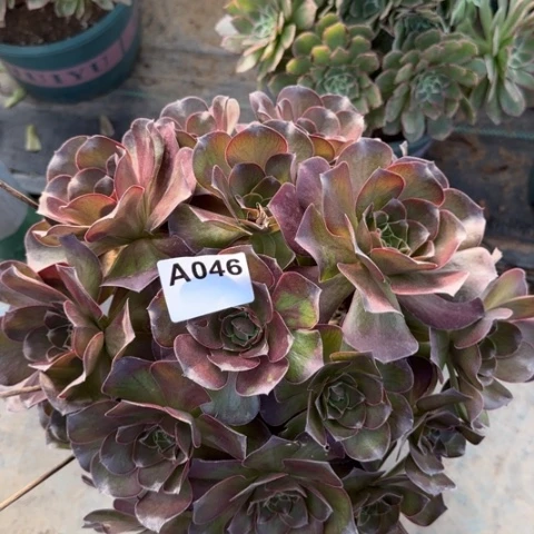 魅金玫瑰朵朵多肉25厘米046