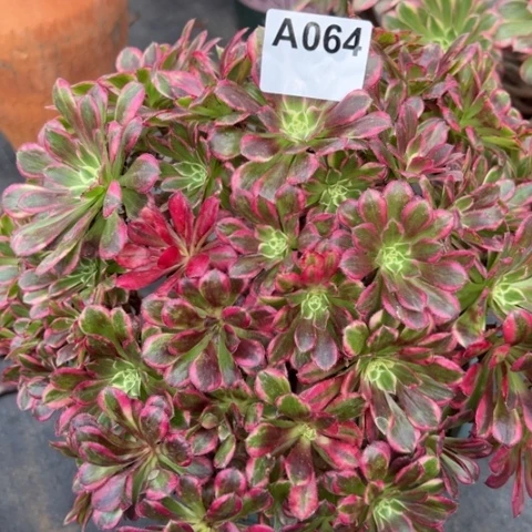 064天合朵朵30厘米左右