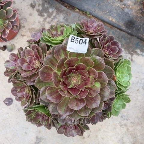 花月夜多肉28厘米504